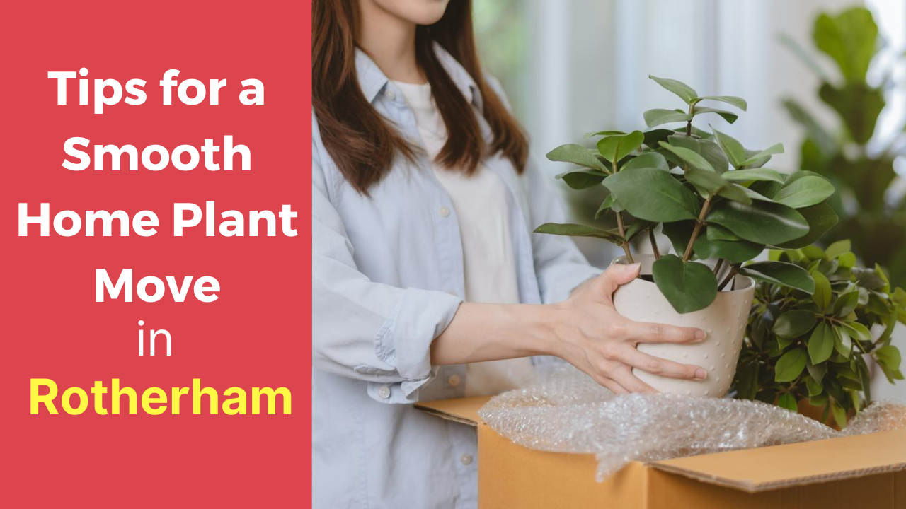 Efficient Strategies for a Smooth Home Plant Move in Rotherham